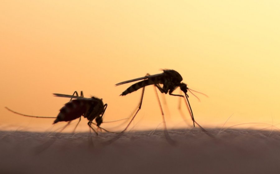 Να γιατί σε κυνηγάνε τα κουνούπια: Τι να κάνεις για να μην σε τσιμπάνε