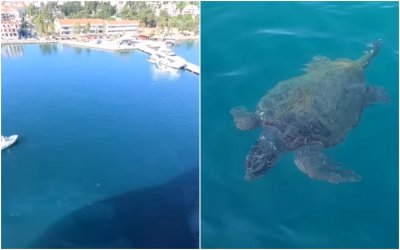 Οι θαλάσσιες χελώνες του Αργοστολίου υποδέχθηκαν το κρουαζιερόπλοιο Celebrity Beyond! – Η ιστορία στα social που ανέβασε η καπετάνισσα Kate McCue (video)