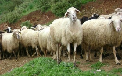 Ε.Α.Σ.: Ολοκληρώθηκε η ετήσια απογραφή Βιολογικών Αιγοπροβάτων