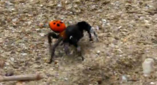 Σπάνιο είδος αράχνης στην Κεφαλονιά [VIDEO]