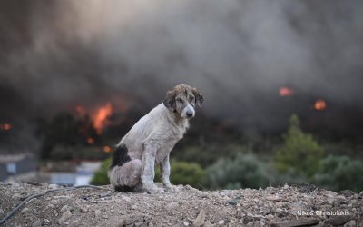 «Ο σκύλος ανάμεσα στις φλόγες»: Η φωτογραφία - σύμβολο της φρίκης της φωτιάς