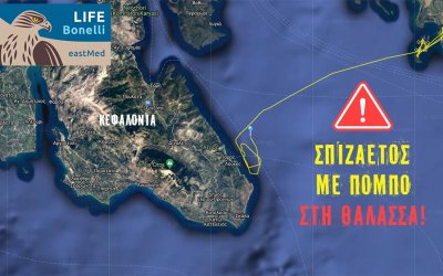 Ελληνική Ορνιθολογική Εταιρία: Σπάνιος Σπιζαετός, με δορυφορικό πομπό, έπεσε στη θάλασσα στην περιοχή του Πόρου - Κάλεσμα για την ανάσυρσή του