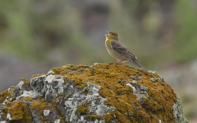 Κεφαλονιά & Ιθάκη γιορτάζουν το Περιβάλλον – Μαθητές σε δράση για έναν βιώσιμο τόπο