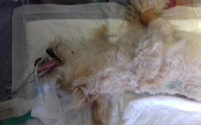 Προς υιοθεσία σκυλάκι που χτυπήθηκε από αυτοκίνητο στο Αργοστόλι