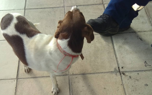 Σκυλάκι τριγυρνάει χαμένο στο αεροδρόμιο (εικόνα)