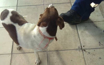 Σκυλάκι τριγυρνάει χαμένο στο αεροδρόμιο (εικόνα)