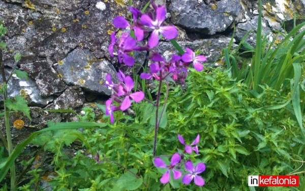 Όταν η Άνοιξη ξεπροβάλλει στην Κεφαλονιά...