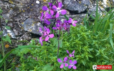 Όταν η Άνοιξη ξεπροβάλλει στην Κεφαλονιά...