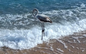Γκρι φλαμίνγκο στην Σκάλα (εικόνες)