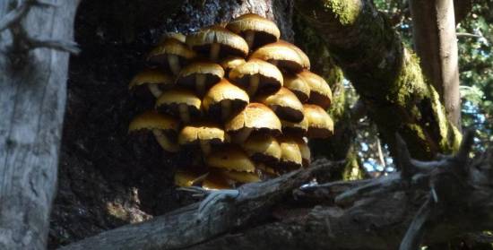 Τα εντυπωσιακά μανιτάρια του Αίνου