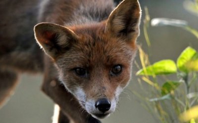 Κεφαλονιά: Νεκρή αλεπού εντοπίστηκε στον δρόμο του Φαγιά (εικόνα)