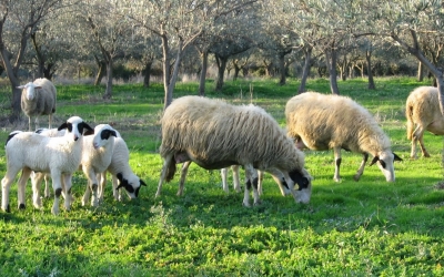 Συλλογή αιτήσεων Ο.Σ.Δ.Ε σε Πύλαρο- Έρισσο