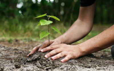 Από το Ταμείο Ανάκαμψης θα δενδροφυτεύουν 30 εκατ. δέντρα στην χώρα