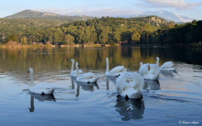 Δημοτική Κοινότητα Αργοστολίου: Με ιδιαίτερη χαρά χαιρετίζουμε την έναρξη των καλοκαιρινών εκδηλώσεων στον Κούταβο