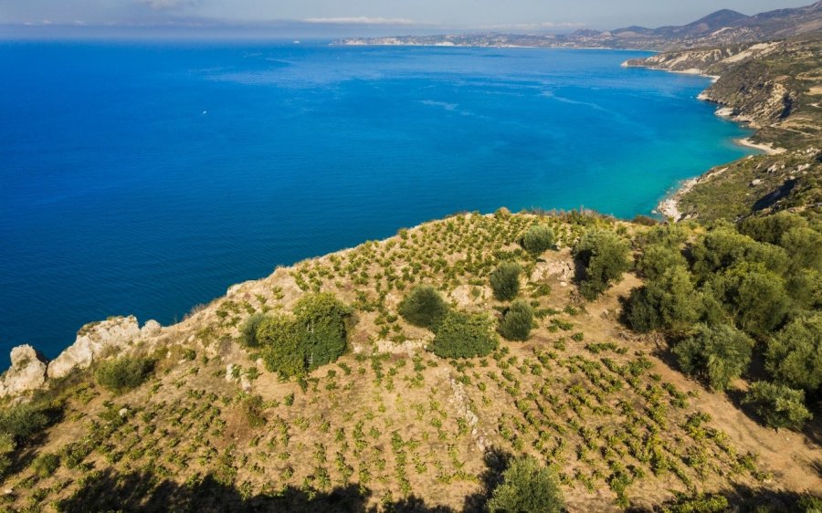 Kefalonia Wines - Σύνδεσμος Οινοποιών Κεφαλονιάς: "Με όραμα την ανάδειξη του αμπελοοινικού πλούτου της Κεφαλονιάς..."