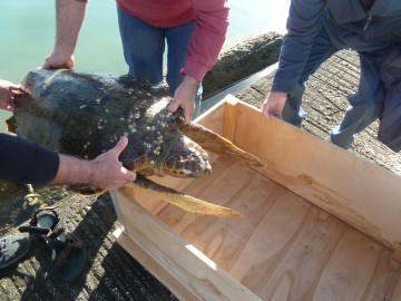 Επιχείρηση διάσωσης τραυματισμένης χελώνας στην Γέφυρα