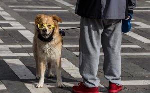 Δήμος Ληξουρίου: Ξεκινάει το πρόγραμμα ομαδικών στειρώσεων αδέσποτων ζώων