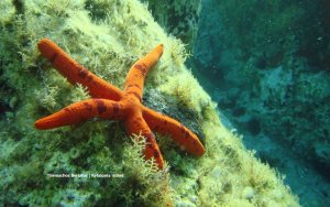 Τηλέμαχος Μπεριάτος: "Αφήστε μόνο ίχνη, πάρτε μόνο αναμνήσεις. Η άγρια ζωή θα σας ευγνωμονεί!"