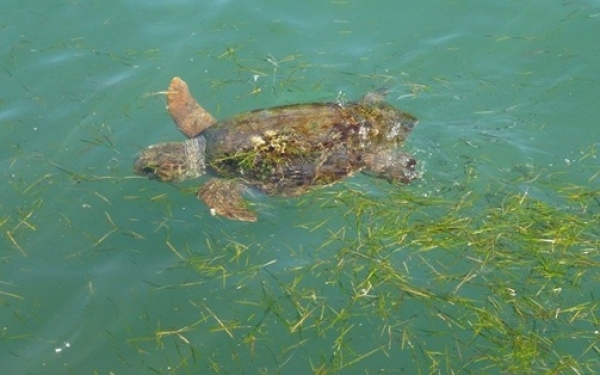 Προστασία της θαλάσσιας χελώνας Caretta caretta στην Κεφαλονιά