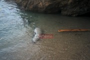 Νεκρή φώκια στην παραλία της Άσσου (εικόνες)
