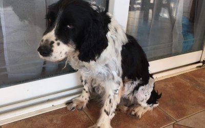 Χάθηκε το σκυλάκι της φωτογραφίας στη Σκάλα