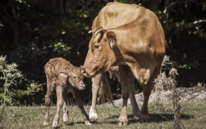 Αντίθετη στην απομόνωση των μοσχαριών και την απομάκρυνση από την μητέρα τους είναι η ΕΕ