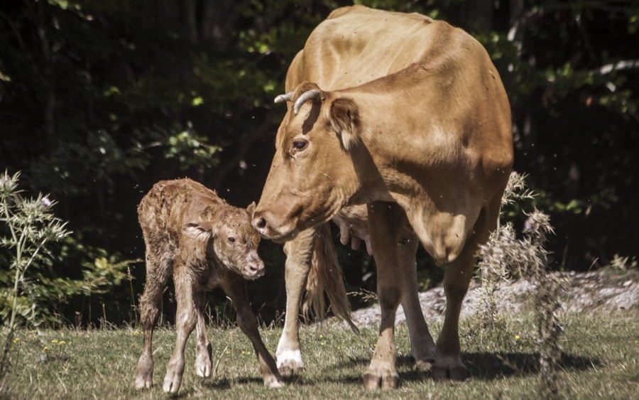 Αντίθετη στην απομόνωση των μοσχαριών και την απομάκρυνση από την μητέρα τους είναι η ΕΕ