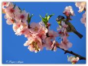 Φωτογραφικό αφιέρωμα στις ανθισμένες αμυγδαλιές της Κεφαλονιάς