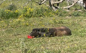 Στάμω Αμπατιέλου: «Σε εξέλιξη η έρευνα για το πυροβολημένο άλογο - Αν δεν παρθούν μέτρα, θα φτάσουν τα 200»
