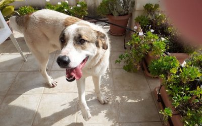 Επέστρεψε στο σπίτι του σκυλάκι που βρέθηκε στα Δοριζάτα