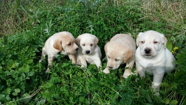 Χαρίζονται κουταβάκια