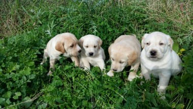 Χαρίζονται κουταβάκια