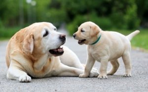 Δήμος Αργοστολίου: ''Παρακαλούμε οι ιδιοκτήτες κατοικίδιων ζώων να μεριμνούν για την περισυλλογή των περιττωμάτων τους''