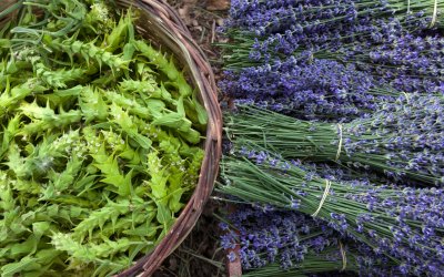 Δήμος Σάμης : Απόψε η Ημερίδα Ενημέρωσης για τα Βότανα της Ιόνιας Γης