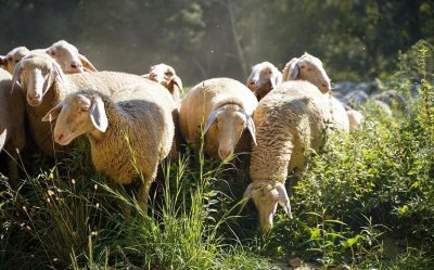 Ε.Α.Σ.: Πρόστιμα έως 12.000€ στους κτηνοτρόφους που προκαλούν αγροτικές φθορές