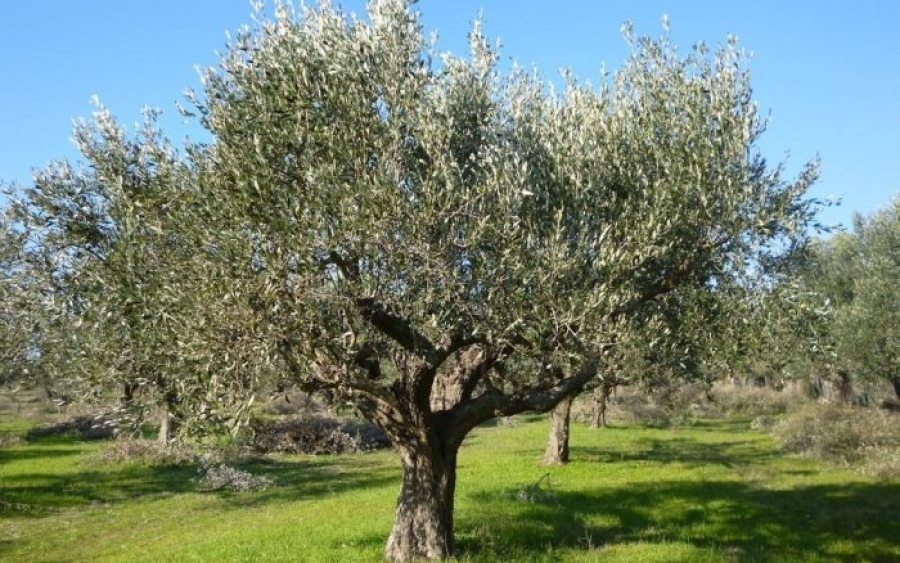 Ομιλία για την "Βιολογική καλλιέργεια της Ελιάς- κλάδεμα" από τον Σύλλογο Τρωιανάτων