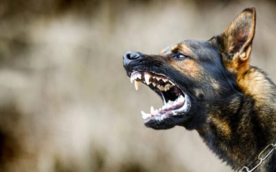 Δεκάδες νεκρά ζώα από επιθέσεις αδέσποτων - Κλιμακώνεται η ανησυχία σε Σαρλάτα–Σβορωνάτα–Μηνιές