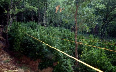 Λάρισα: Επιχείρηση για ακόμα μια μεγάλη χασισοφυτεία - Περισσότερα από 5.000 δενδρύλλια