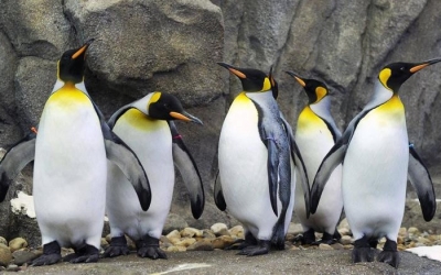 Καναδάς:Το πολικό ψύχος χάλασε και τα «σουλάτσα» των βασιλικών πιγκουίνων