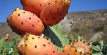 Φραγκόσυκο: Το φρούτο με τις θαυματουργές ιδιότητες που καταπολεμά τη μέθη