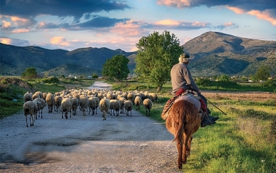 Ε.Α.Σ.: «Ενστάσεις» από τους κομμένους Παραγωγούς Εξισωτικής