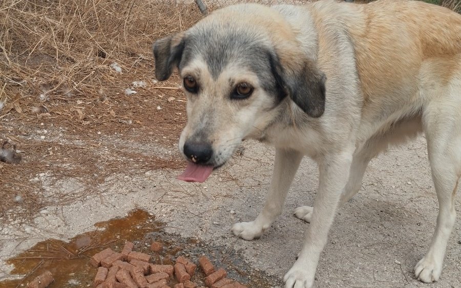 Το αναζητάει κανείς ή το εγκατέλειψαν;