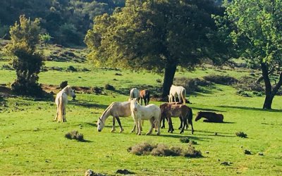 Τις σοβαρές ευθύνες της Πολιτείας για τα άγρια άλογα του Αίνου αναδεικνύει ο Ν. Κουρκουμέλης