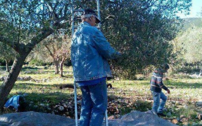 Ξεκίνησε το λιομάζεμα και στα Πουλάτα!