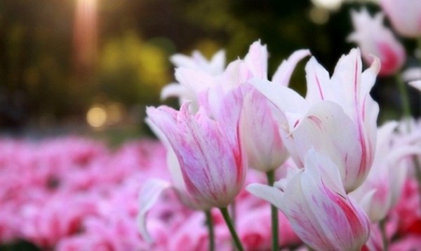 Ευχαριστήριο προς το Νοσοκομείο Κεφαλονιάς