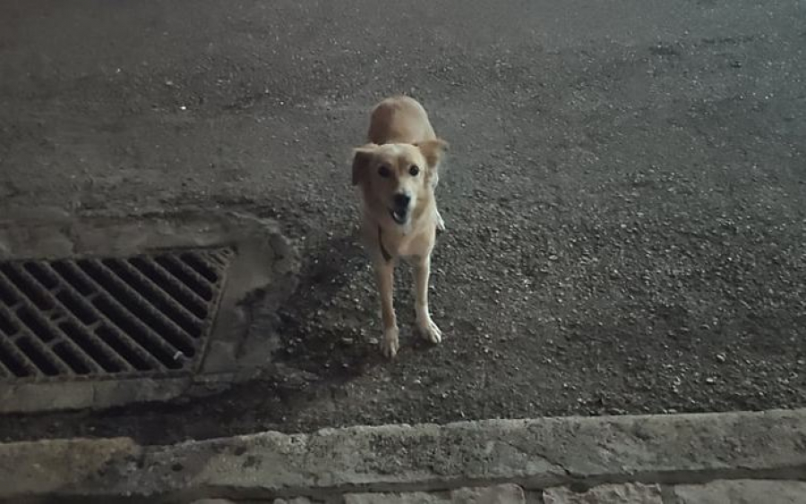 Ανανεωμένο - Σκυλίτσα με λουρί περιφέρεται στη Σιτεμπόρων - Βοηθήστε να βρεθεί ο ιδιοκτήτης της