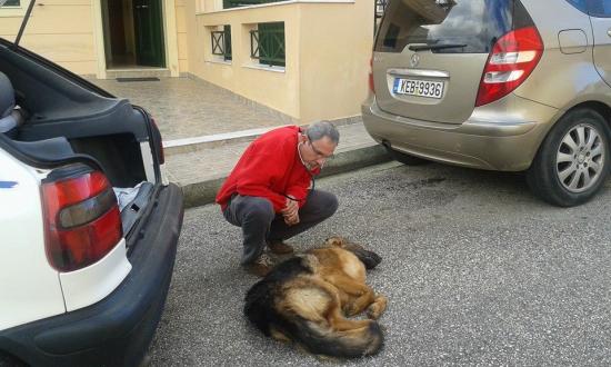 «Μανιακός» στη Λακήθρα θανατώνει λυκόσκυλα με φυτοφάρμακο
