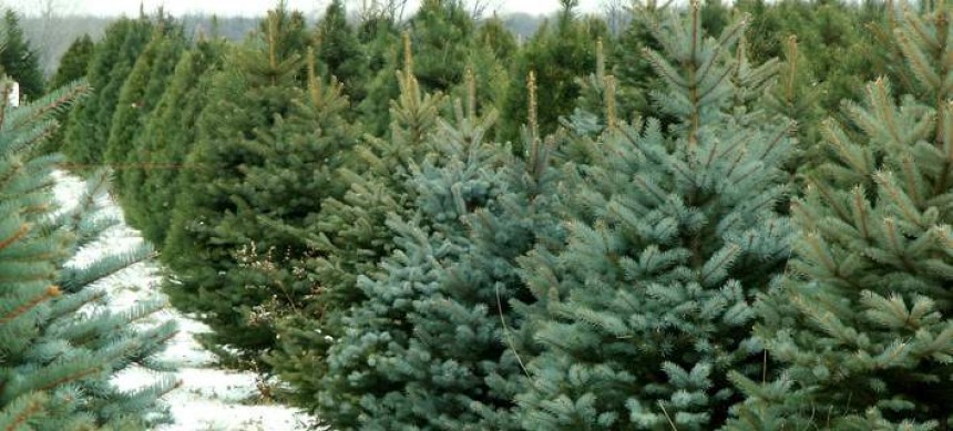 Φυσικό χριστουγεννιάτικο δένδρο - Πώς να επιλέξετε το κατάλληλο, πώς να το συντηρήσετε
