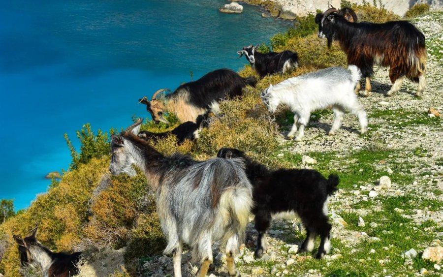 Οι χειμερινοί επισκέπτες του Μύρτου (εικόνες)