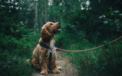Οι σκύλοι μπορούν να μυρίσουν το άγχος των ανθρώπων